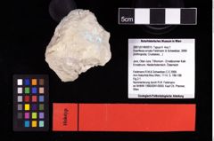 NHMW-GEO-2007z0149-0015_Ol_01.tifDoerflesia ornata (Feldmann & Schweitzer, 2009)  (NHMW-GEO-2007z0149-0015)